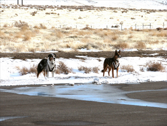 Flash & Foxy at Elko