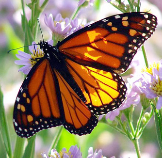 Monarch Butterfly pic